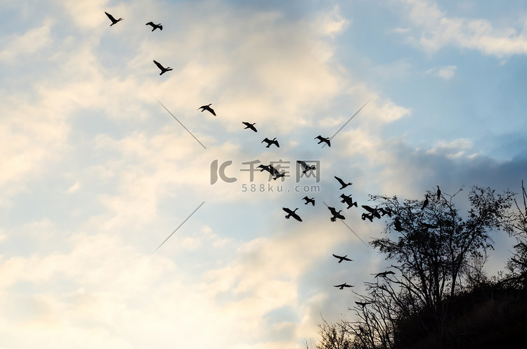 飞翔的鸟群映衬着蓝天和云彩