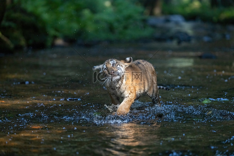 可爱的孟加拉虎崽在河里奔跑