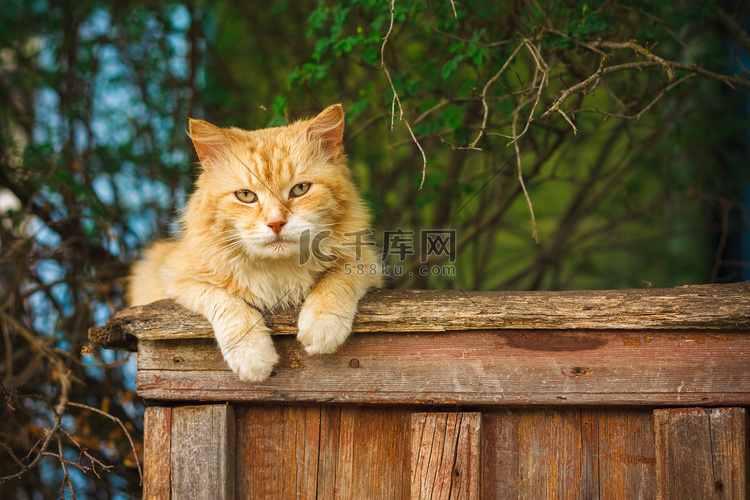 坐在栅栏上的红猫