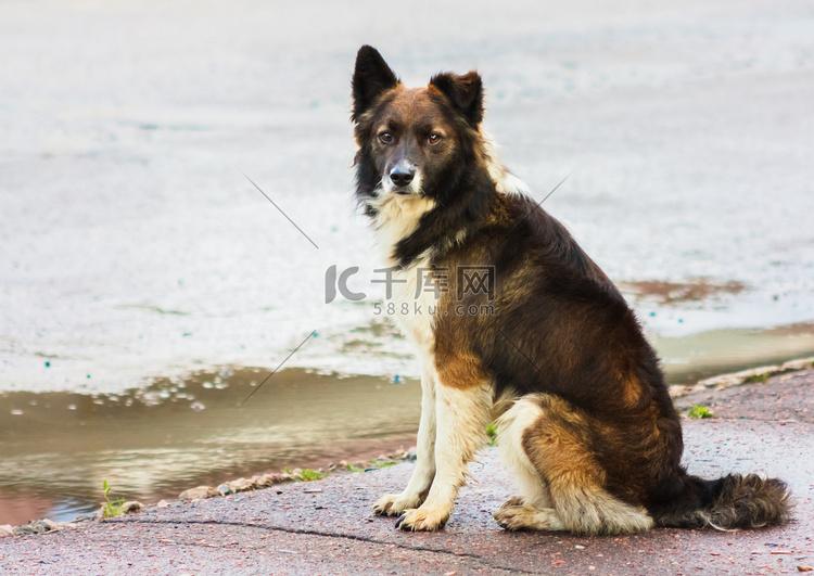 一只流浪狗的肖像在街上。