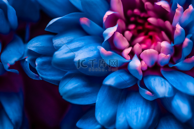 盛开的蓝色雏菊花瓣、抽象的花卉