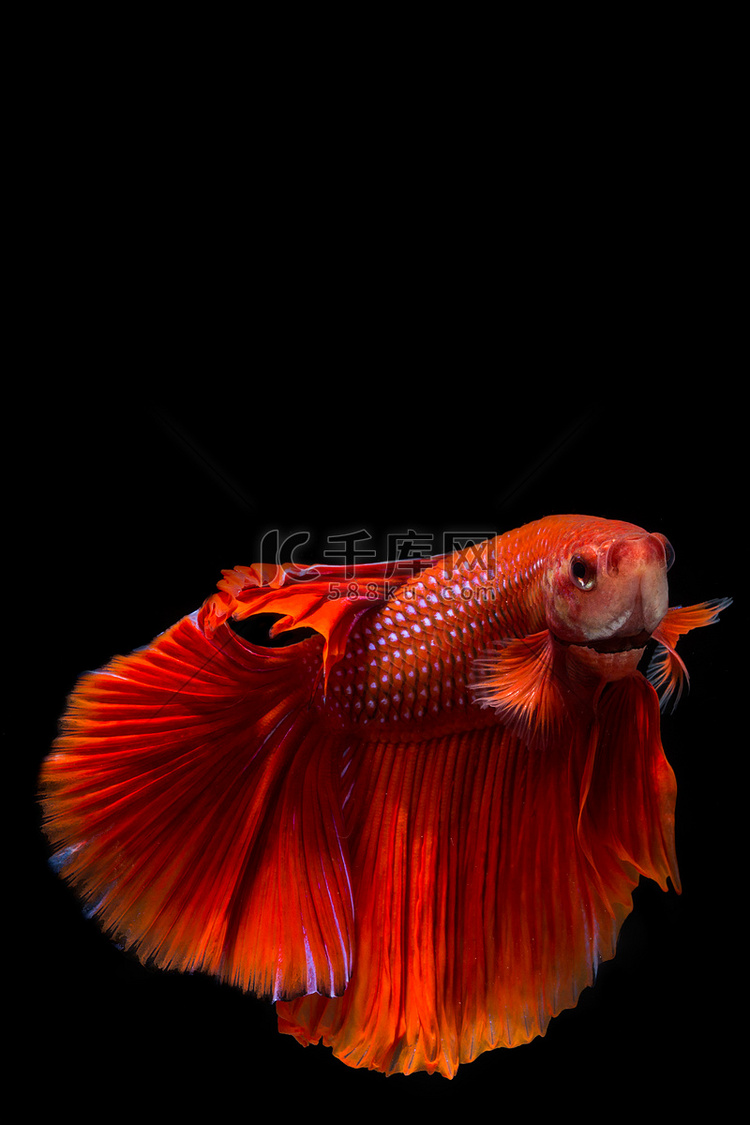 红色斗鱼，黑色背景中的暹罗斗鱼