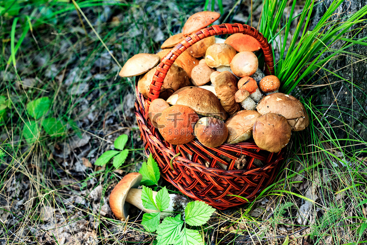 一个装满蘑菇的大篮子的照片