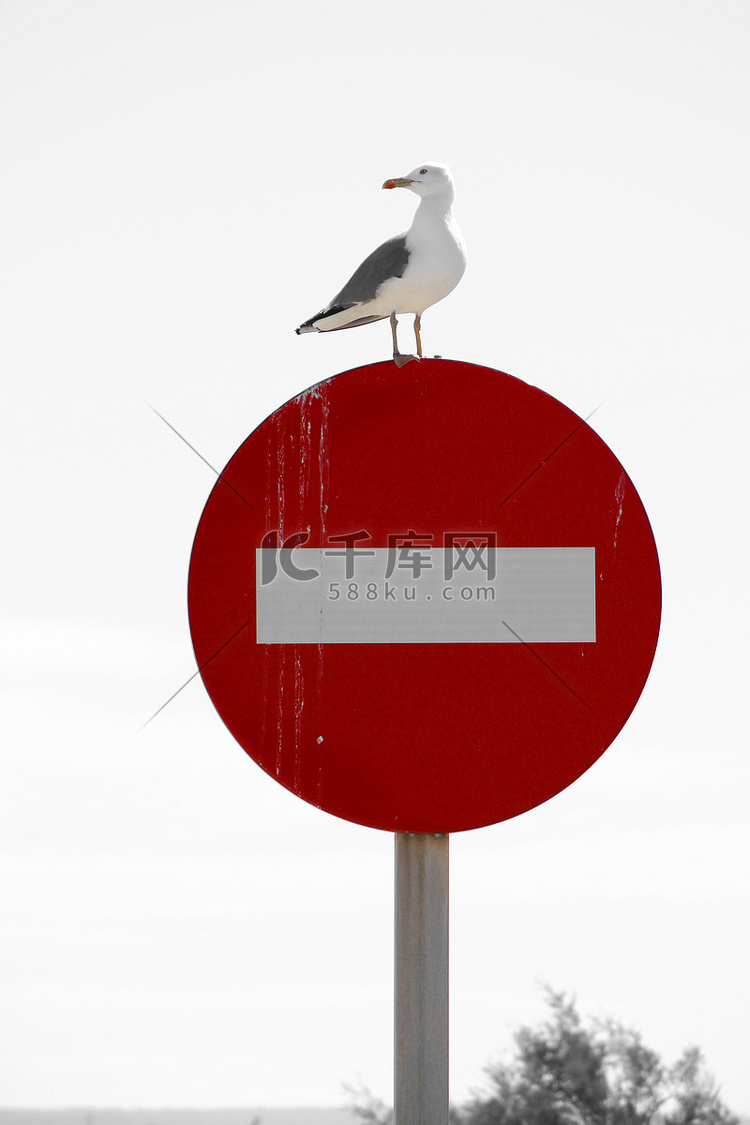 站在红色禁止信号上的海鸥