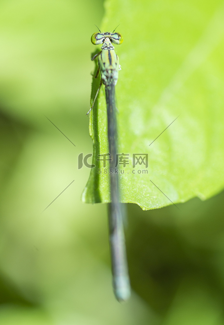 绿叶上小尾蜻蜓的特写