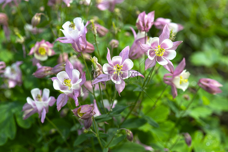 白紫耧斗菜温柔的花朵
