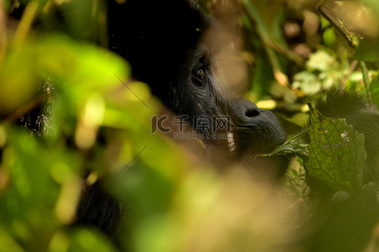 布温迪密林中一只雌性山地大猩猩
