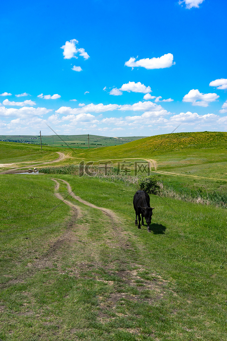 在绿色领域背景的年轻黑公牛。