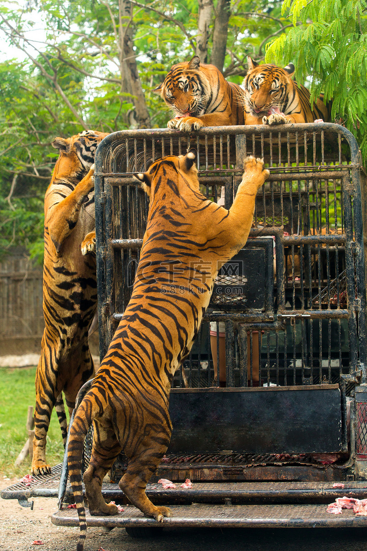 动物园里饥饿的孟加拉虎喂食表演