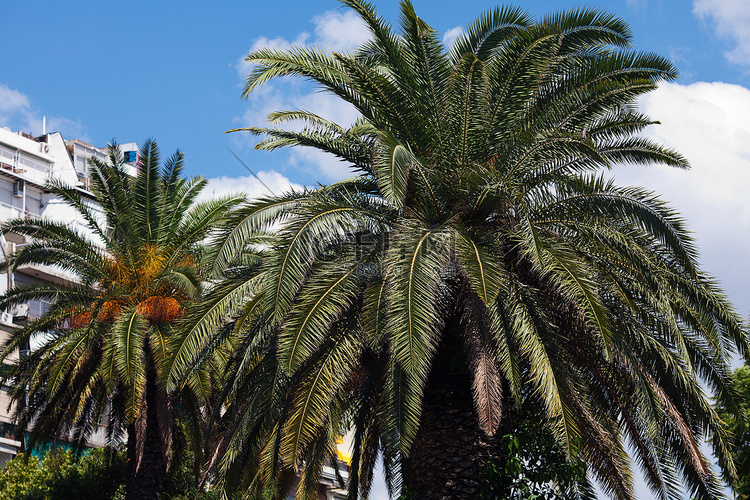 南蓝天背景中的棕榈树