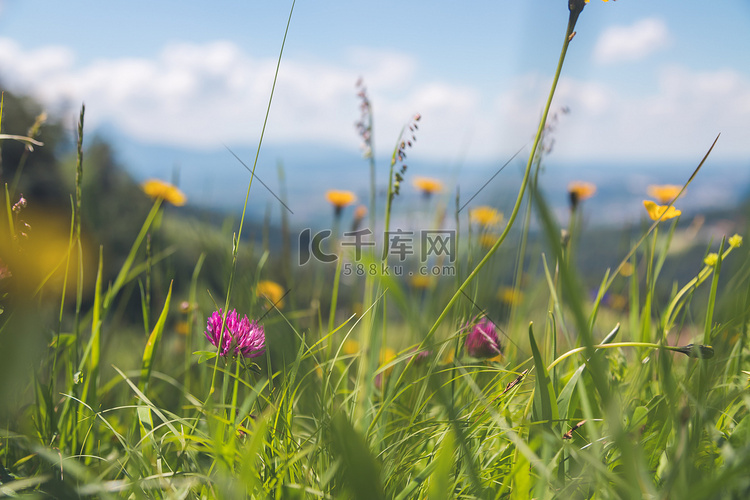 远足假期概念：春天可爱的鲜花，