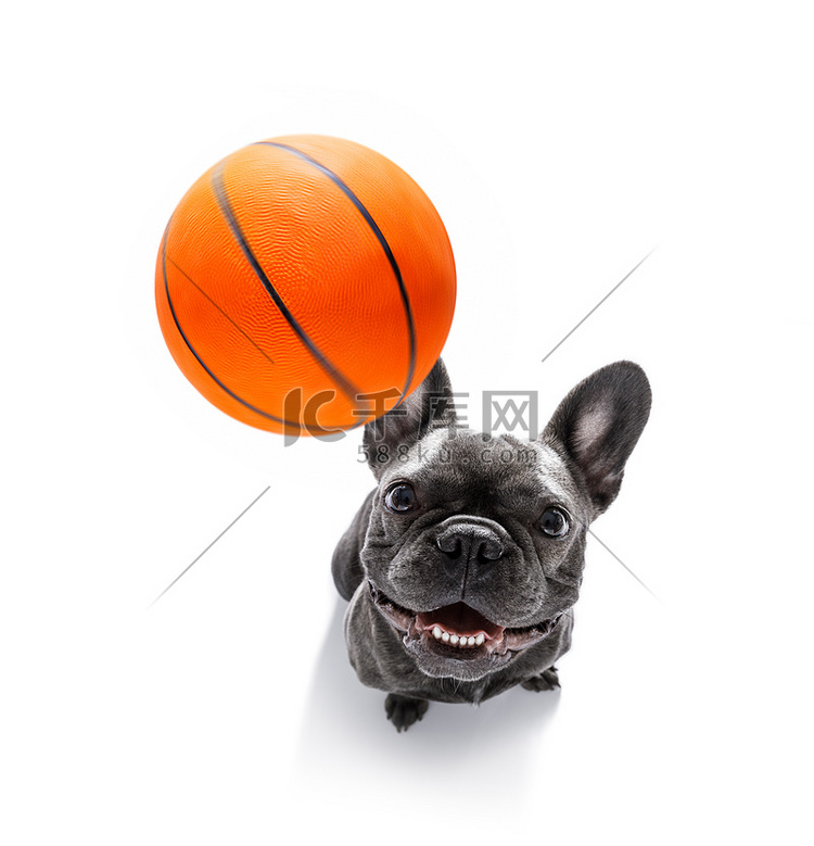 篮球运动员狗