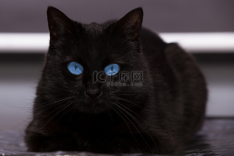 蓝眼睛的黑猫在看着你