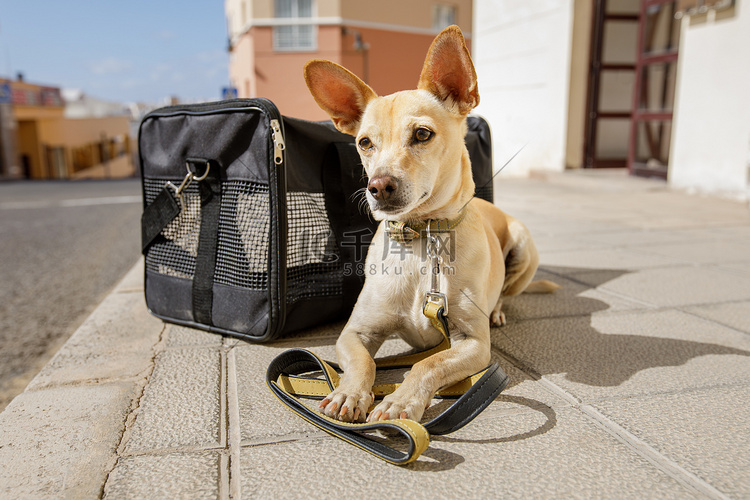 装在运输箱或袋子里准备旅行的狗