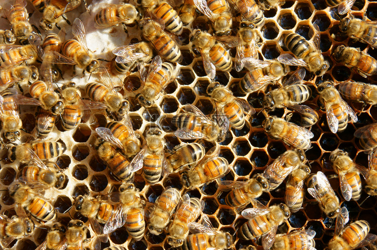 越南养蜂业、蜂箱、蜂蜜