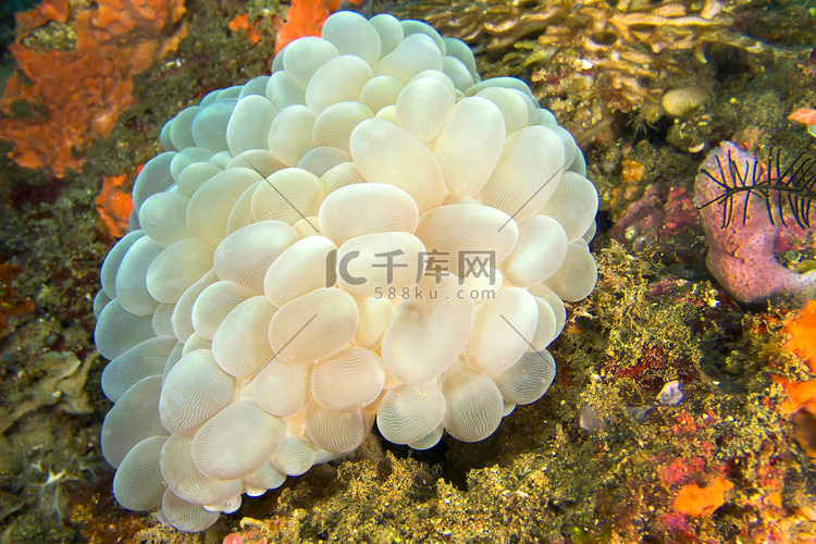 气泡珊瑚，石珊瑚，蓝碧，北苏拉