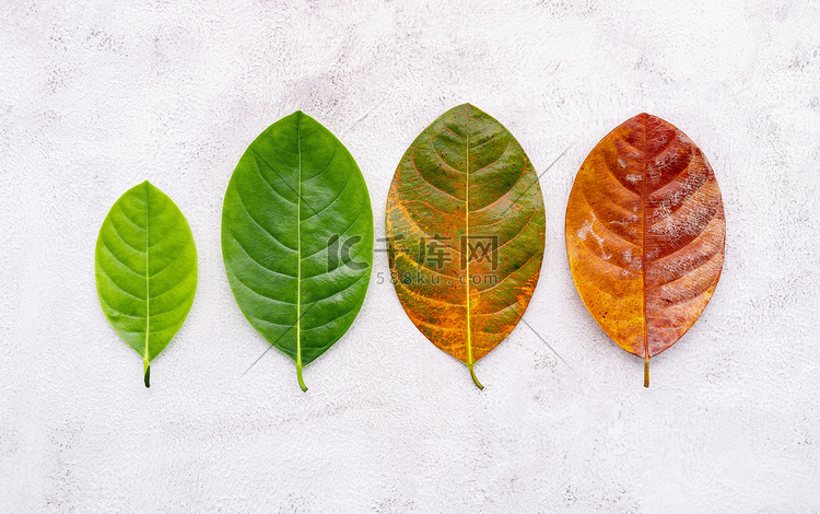 不同年龄的叶子和颜色设置在白色
