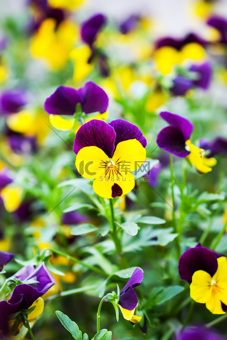 花园里美丽的三色堇、中提琴或紫