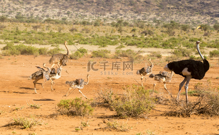 一个鸵鸟家族穿过肯尼亚的大草原