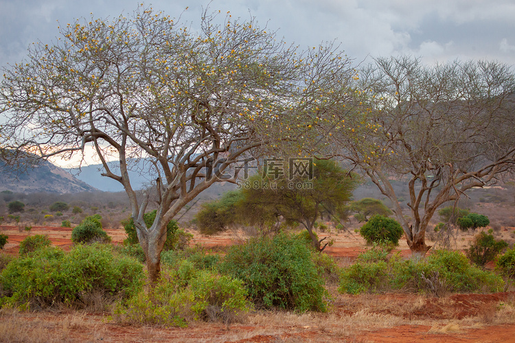非洲的风景，在肯尼亚大草原的野