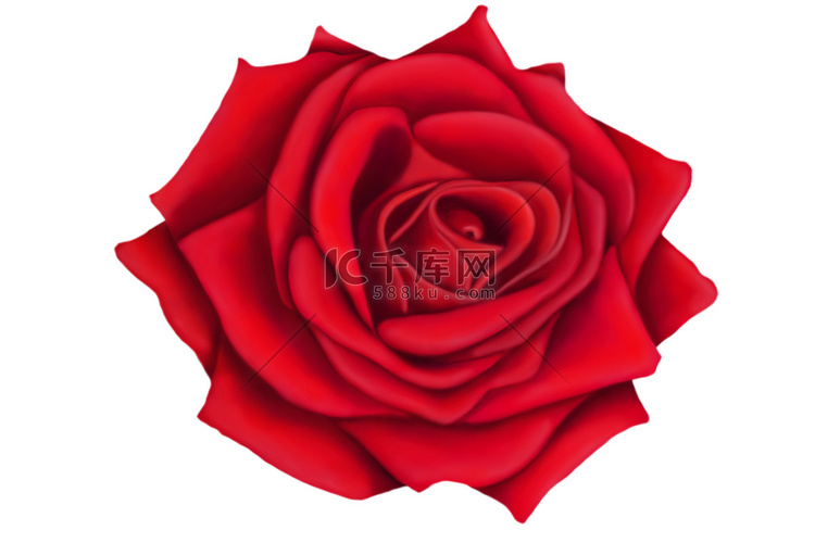 在白色背景上的一朵红玫瑰的插图