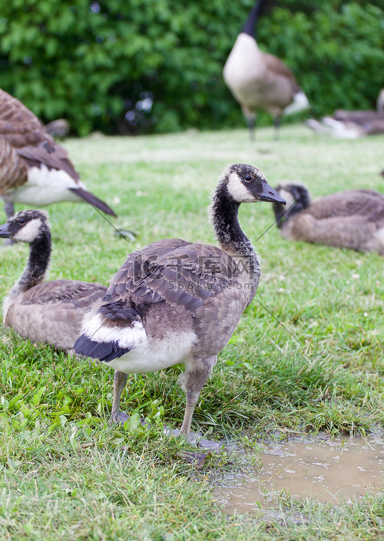 草地上的小鹅家庭