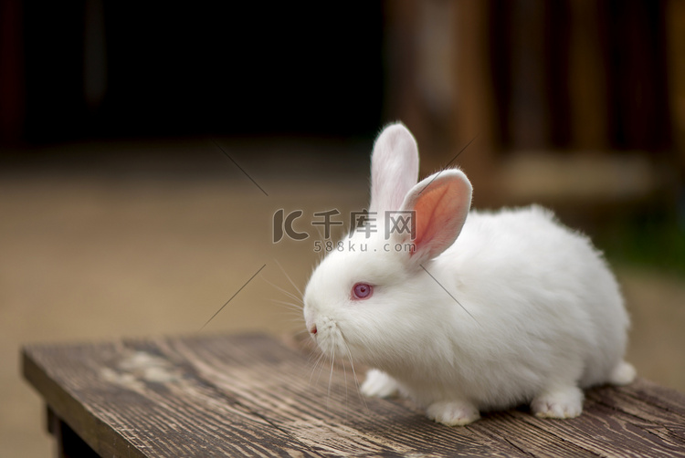 美丽的白色毛茸茸的小兔子正坐在
