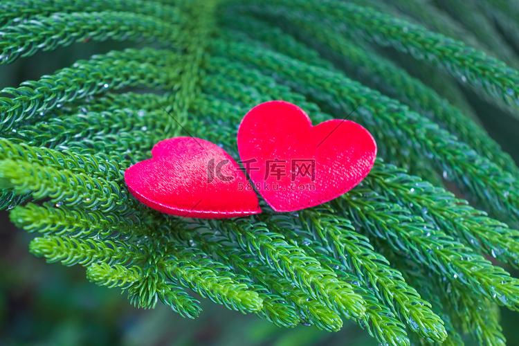 red heartd 在松树上传达爱 bs