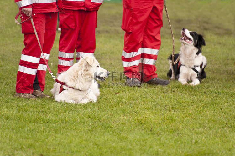 搜救犬中队的训练