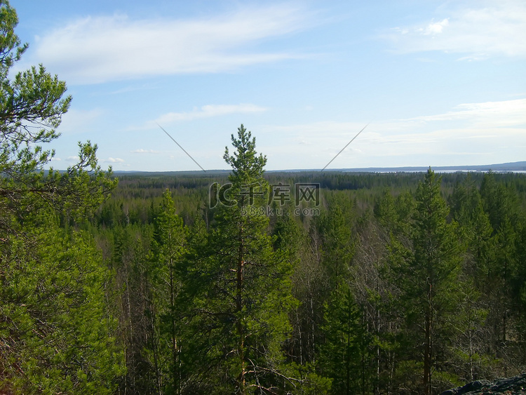 芬兰的绿色云杉林，顶视图。
