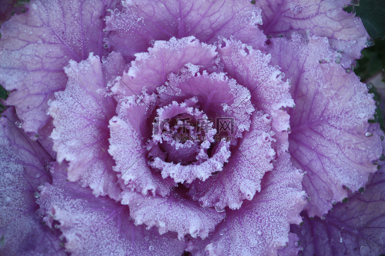 紫色观赏装饰开花的白菜