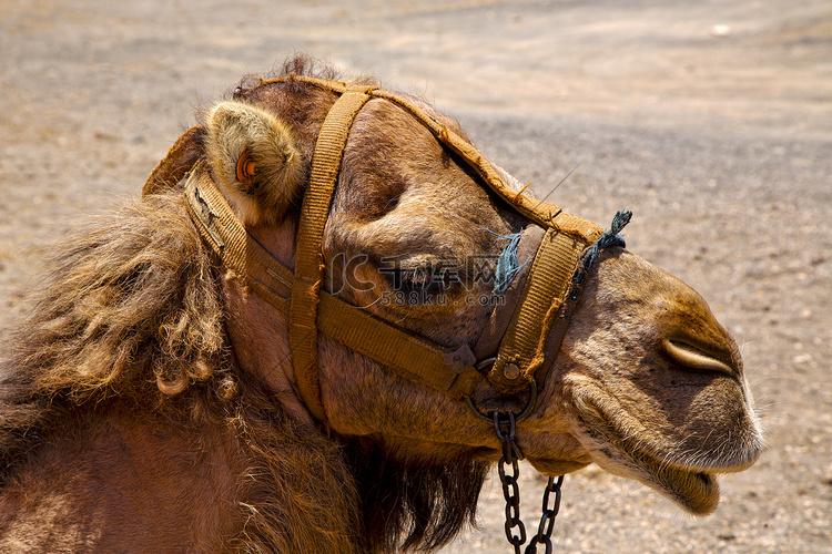 非洲棕色单峰骆驼咬火山兰萨罗特