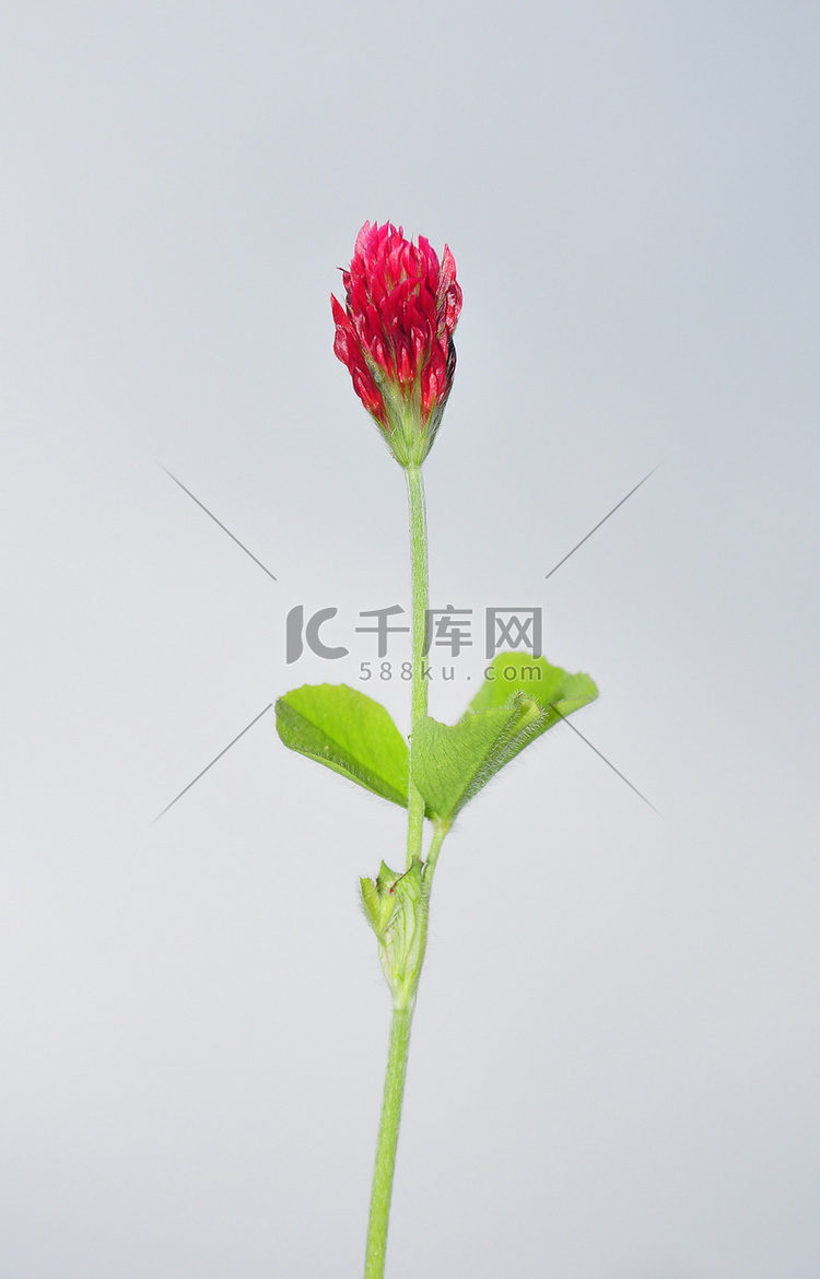 深红三叶草（Trifolium incarnatum）