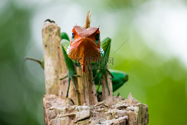 木杆上常见的绿色森林蜥蜴，傲慢