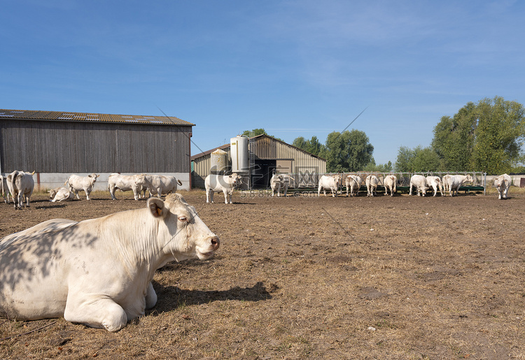 法国诺曼底布洛涅附近的白牛和老