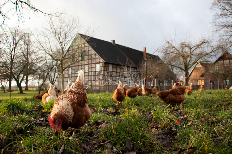 德国乡村农场的自由放养有机鸡