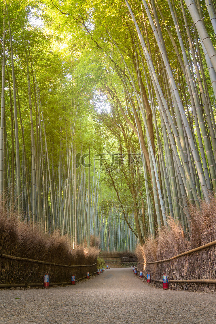 日本京都岚山秋季美丽的自然竹林