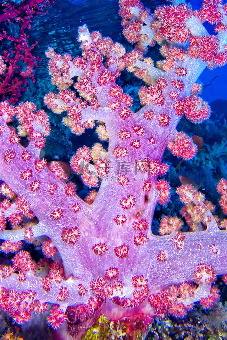 软珊瑚，布纳肯国家海洋公园，北