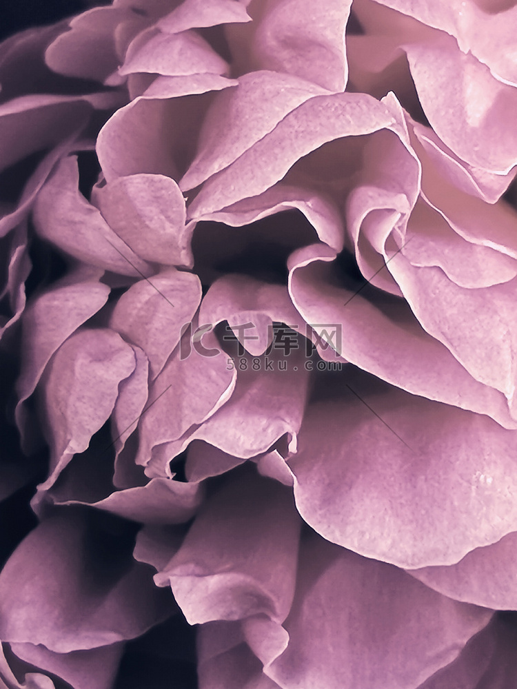 花的中间是一朵美丽的粉色牡丹