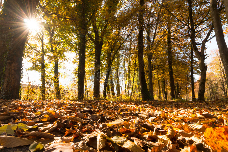 秋天的公园景观：五颜六色的树叶