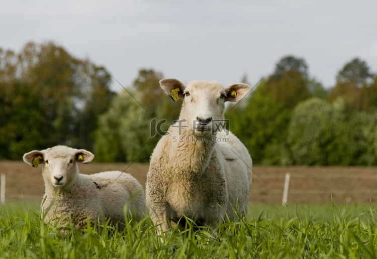 绵羊和羔羊，Toten