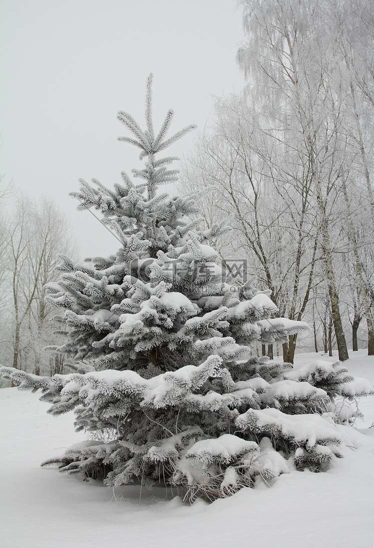 用雪盖的小杉树