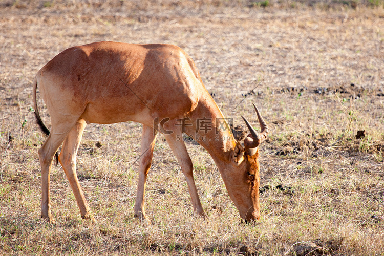 肯尼亚大草原风光中的羚羊吃草