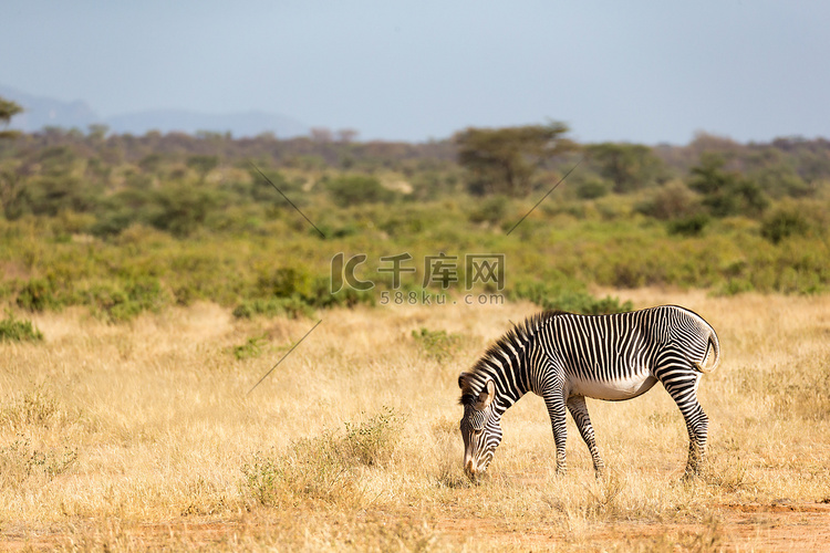 一匹细纹斑马正在肯尼亚桑布鲁的