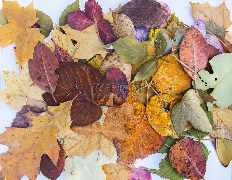 干燥的秋季秋季树叶用于植物标本
