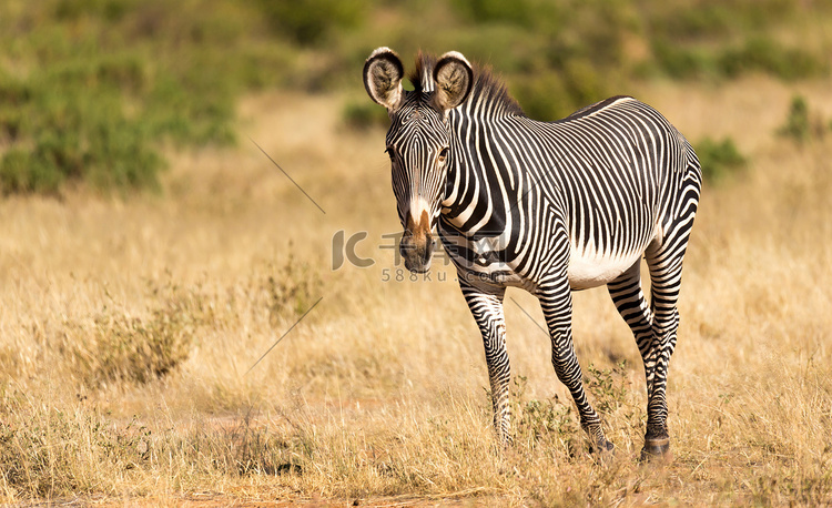 一匹细纹斑马正在肯尼亚桑布鲁的