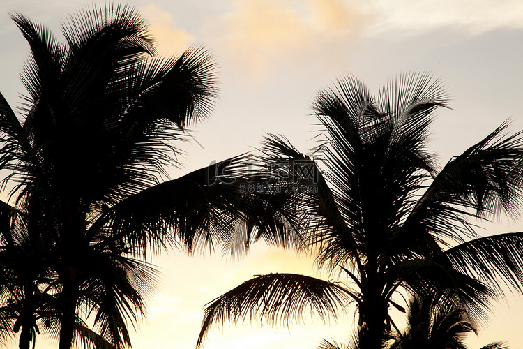 棕榈树和日落