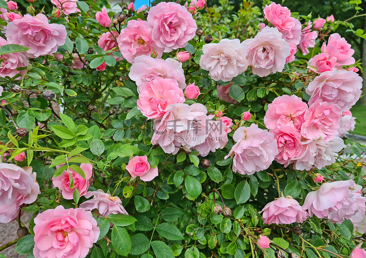荷兰夏季盛开的美丽粉红玫瑰