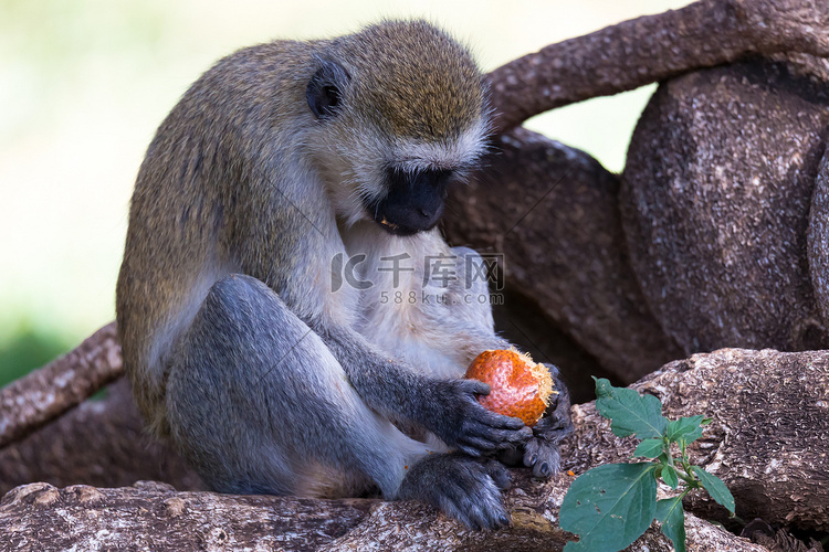 猴子正在草地上吃水果