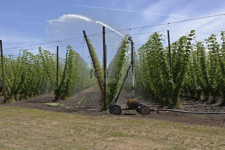 俄勒冈州的啤酒花农业和农业。